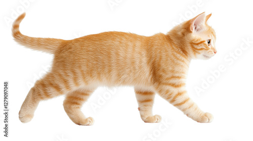 Wallpaper Mural Playful orange tabby cat walking, vibrant fur texture, curious demeanor, perfect for pet-themed content and fun visuals Isolated on white background or PNG Torontodigital.ca