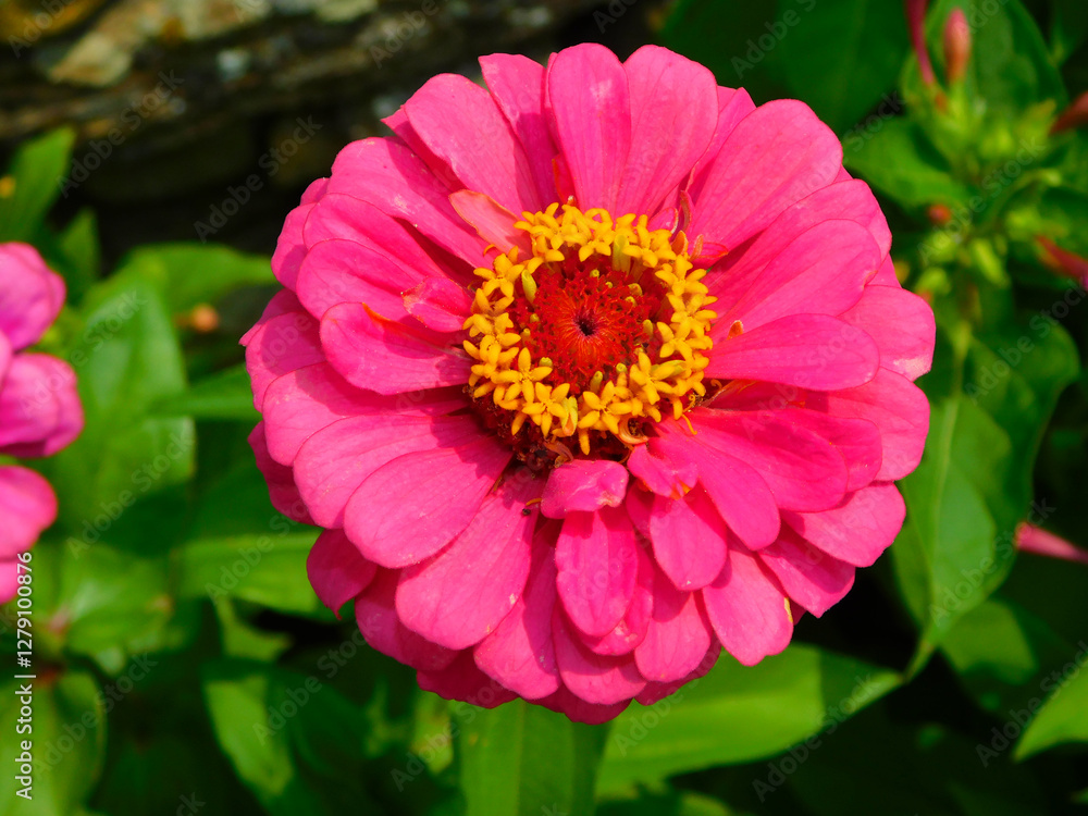 Fototapeta premium Zinnia elegans on a rural garden