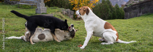 Stray Dogs: A Societal Safety Concern photo