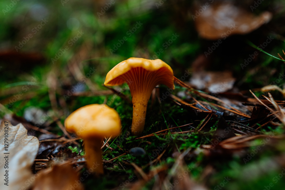 Close-Up of Chanterelle Mushrooms Growing in a Forest During Autumn Close-Up of Chanterelle Mushrooms Growing in a Forest During Autumn