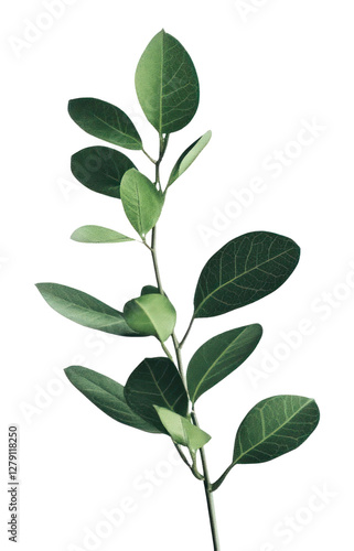 PNG Minimal off white background simple plant leaf.
