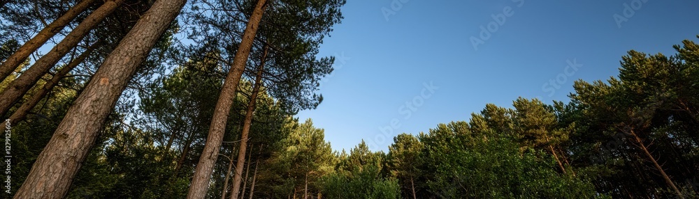 Lush Green Forest Under Clear Blue Sky with Tall Trees Reaching Towards Horizon in Serene Natural Landscape Lush Green Forest Under Clear Blue Sky with Tall Trees Reaching Towards Horizon in Serene Natural Landscape