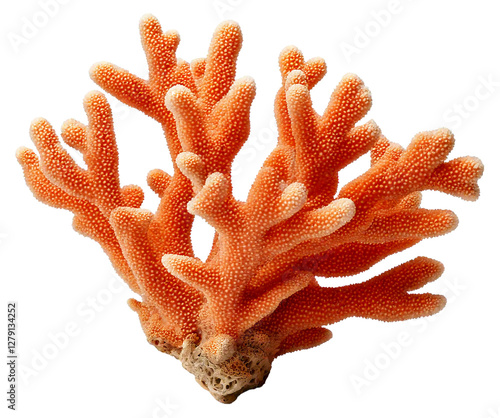 Fototapeta Naklejka Na Ścianę i Meble -  coral isolated on transparent background