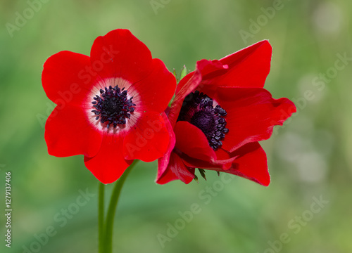 anemones and life in nature