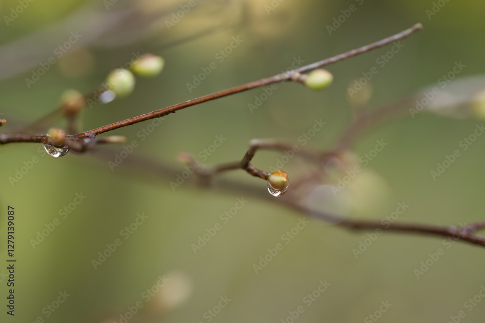 Branch with water drops and buds, thin twig with raindrops, green background, branches with buds in spring, spring is coming, raindrops on buds Branch with water drops and buds, thin twig with raindrops, green background, branches with buds in spring, spring is coming, raindrops on buds