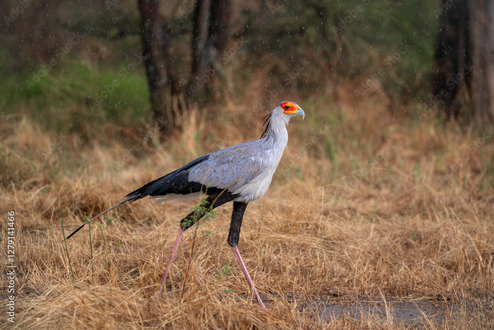 Naklejka premium Majestic Secretary Bird in Tanzanian National Park. A striking secretary bird (Sagittarius serpentarius) gracefully strides through the golden grasslands of a national park in Tanzania during a light