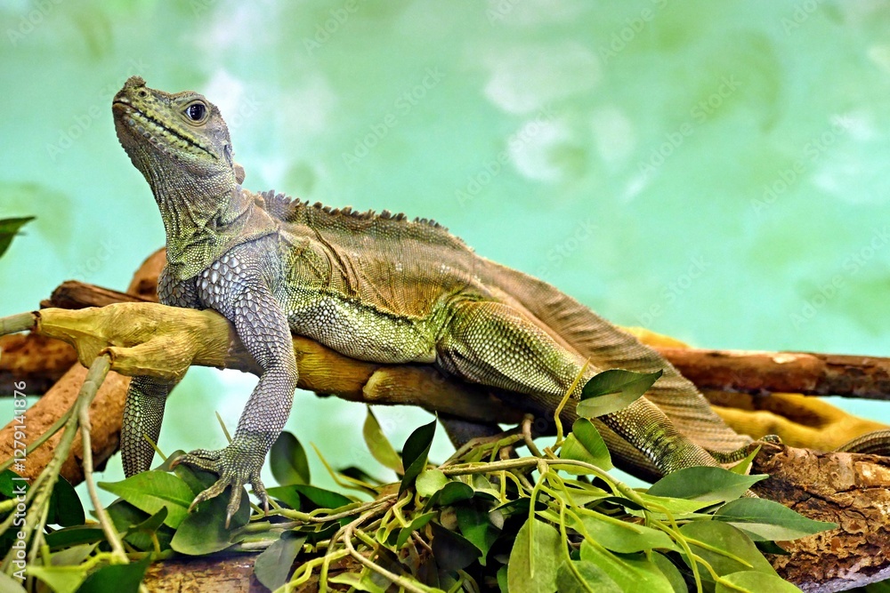 Obraz premium Echse auf Baumstamm