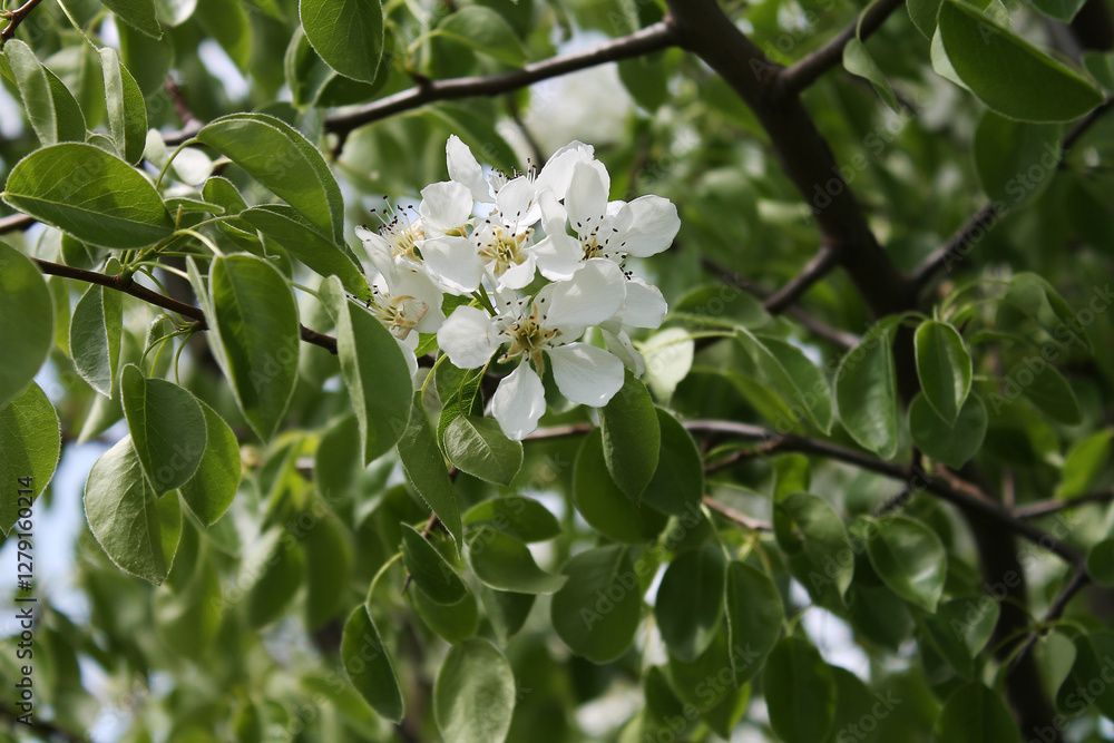 Spring flowers close-up, bloom, atmosphere, detail, nature of Ukraine Spring flowers close-up, bloom, atmosphere, detail, nature of Ukraine