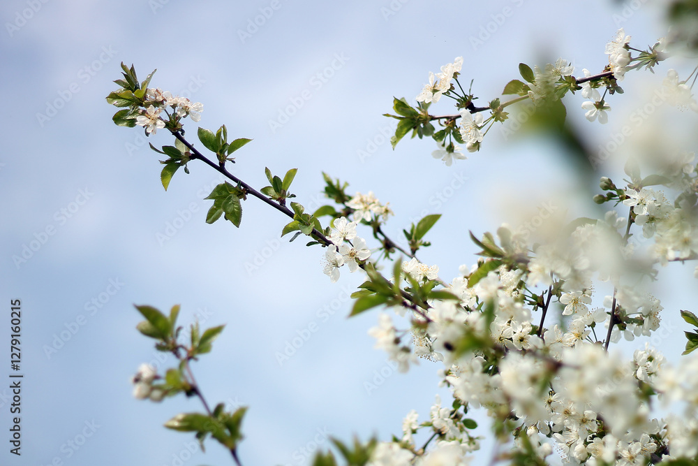 Spring flowers close-up, bloom, atmosphere, detail, nature of Ukraine Spring flowers close-up, bloom, atmosphere, detail, nature of Ukraine
