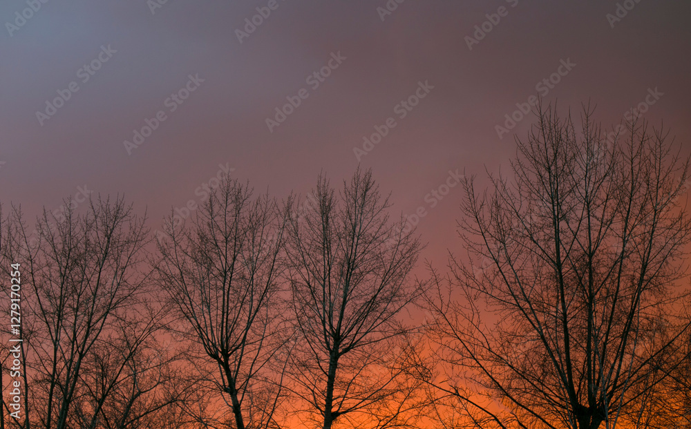  bright scarlet red sky and empty tree branches