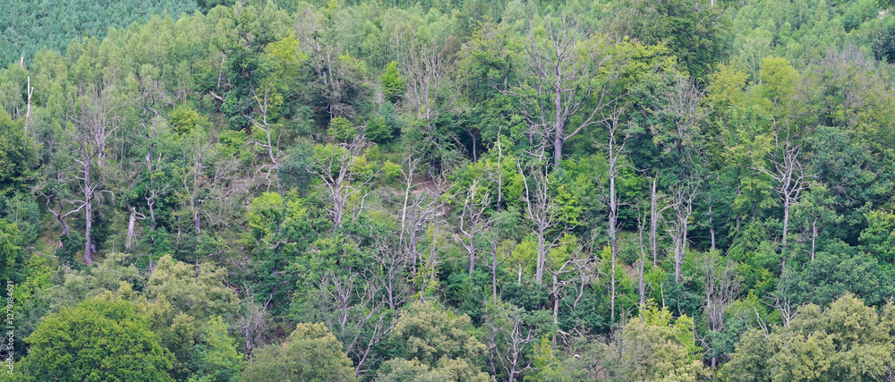 Fototapeta premium Forest in the Harz mountains in Germany