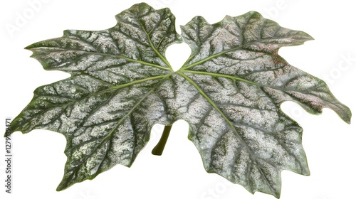 Detailed Close up of a Textured Green Maple Leaf Isolated on a White Background