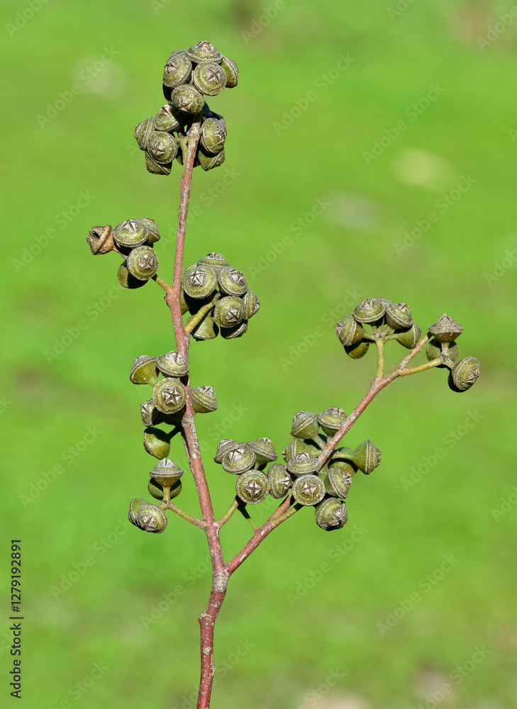 natural plants and flowers. Photos of eucalyptus tree flowers and seeds. natural plants and flowers. Photos of eucalyptus tree flowers and seeds.