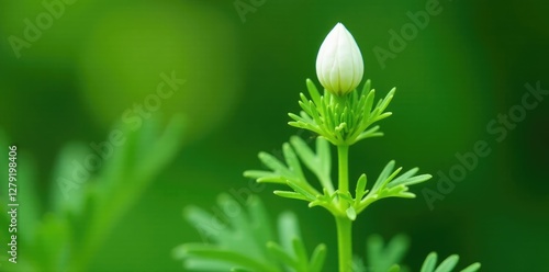 White peduncle of dill growing on a green leafy stem, stem, green, dill