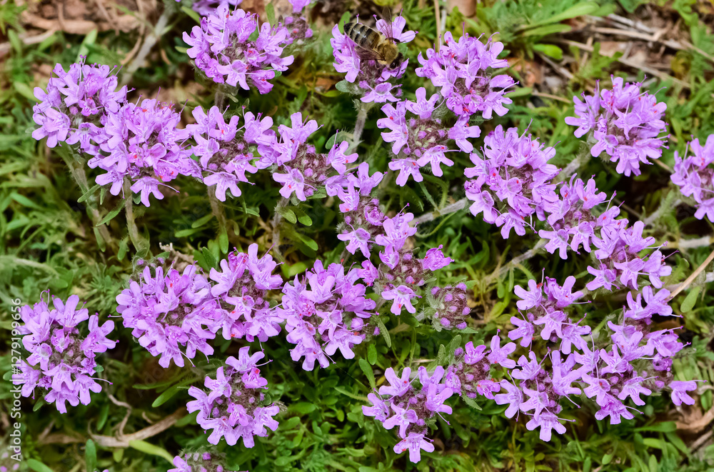 Medicinal plants that grow naturally in nature. thyme flower photos Medicinal plants that grow naturally in nature. thyme flower photos