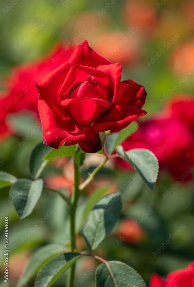 beautiful garden roses in the park in the open space beautiful garden roses in the park in the open space