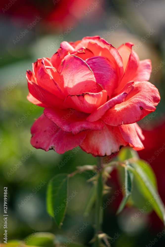 Rose flowers growing in nature close-up. Rose flowers growing in nature close-up.