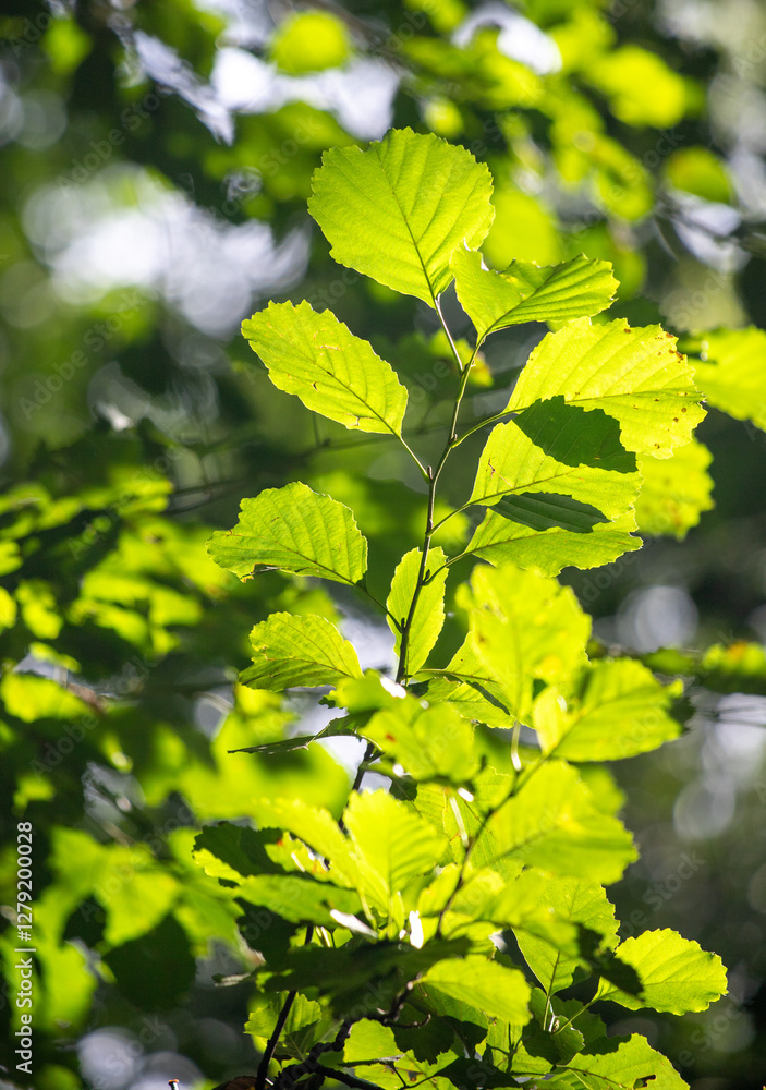 green tree leaves close up on blurred nature background green tree leaves close up on blurred nature background