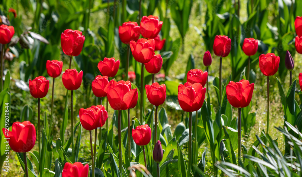 Tulips in the garden in nature in spring. Tulips in the garden in nature in spring.
