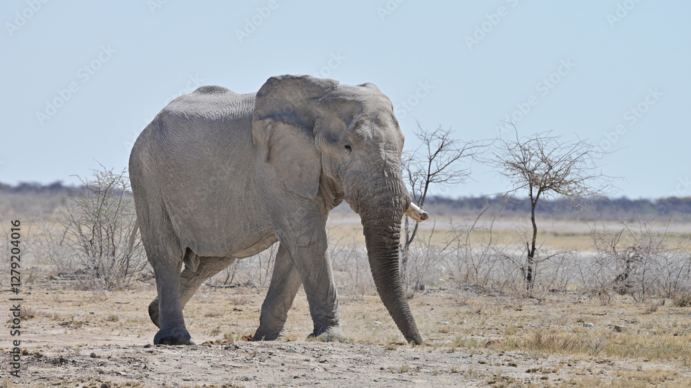 Fototapeta premium African elephant in etosha nationalpark Namibia