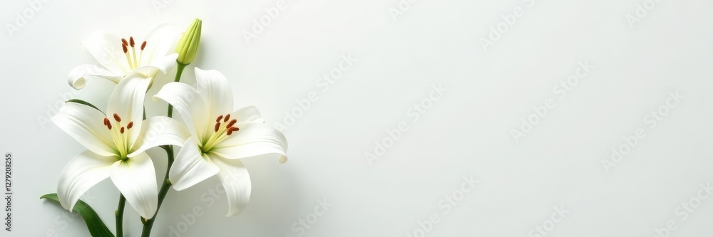 Fototapeta premium White lilies on a minimalist white background, abstract, elegant, white flowers