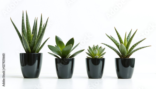 Succulent plants on ceramic pots of varying sizes on a white surface against a white background
