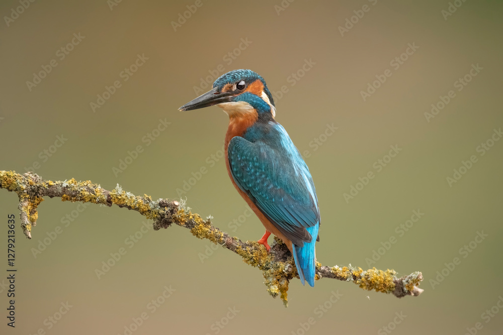 Obraz premium Kingfisher, perched on a branch close up in spring time in Scotland