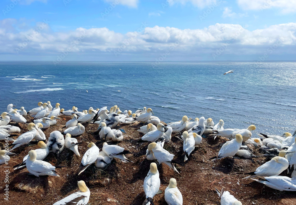 Northern gannets – Morus bassanus - on the red cliffs of the German offshore island of Heligoland, Schleswig Holstein, Germany, Europe