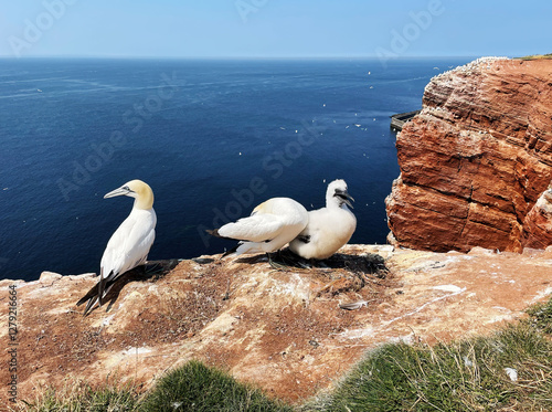 Northern gannets – Morus bassanus - on the red cliffs of the German offshore island of Heligoland, Schleswig Holstein, Germany, Europe