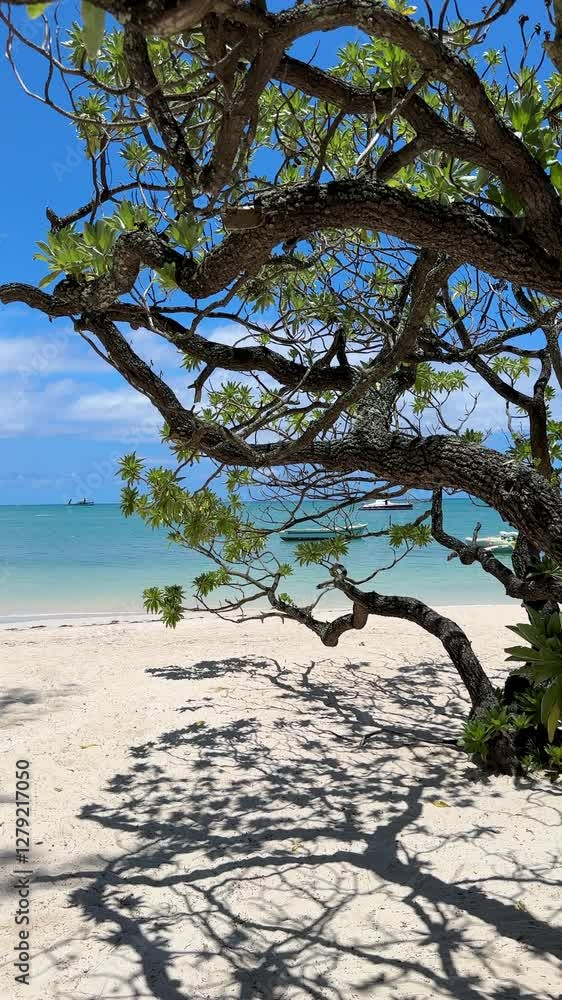 Tropical paradise: tree branch over turquoise lagoon . Peaceful beach scene. Idyllic tranquil beach landscape footage with tree shadow. Island life Tropical paradise: tree branch over turquoise lagoon . Peaceful beach scene. Idyllic tranquil beach landscape footage with tree shadow. Island life