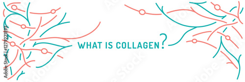 Collagen line web banner. Connective tissue protein