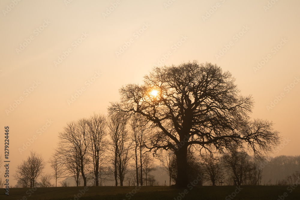 Majestic old oak tree with bare twigs and sun.