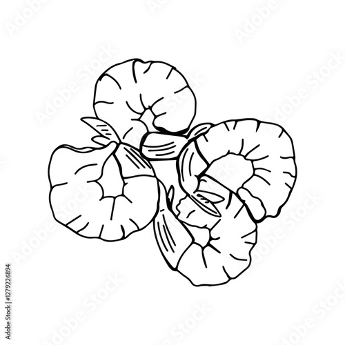 
Vector black and white image of four cooked shrimps on a white isolated background