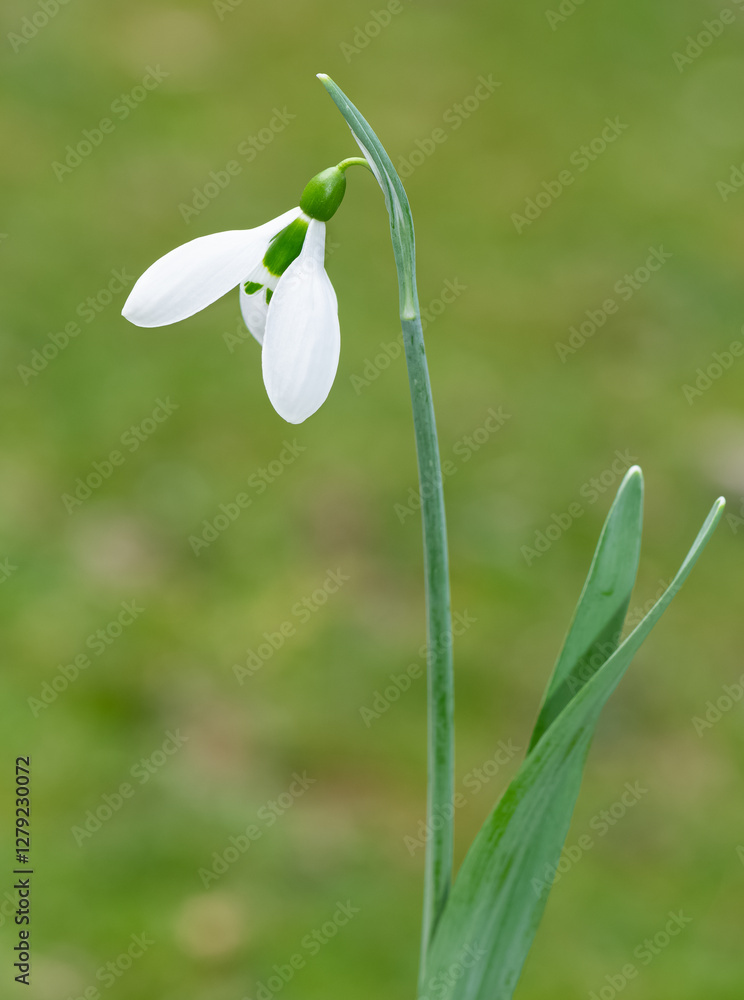 photos of white flowers, winter flowers and snowdrops photos of white flowers, winter flowers and snowdrops