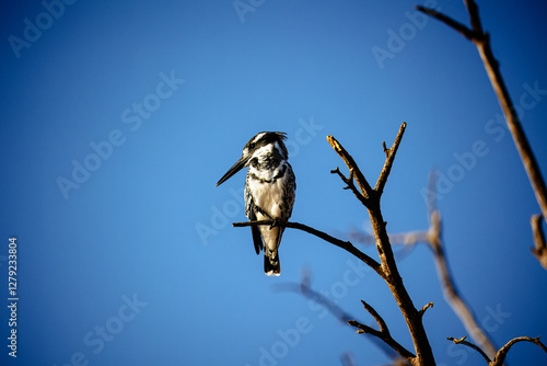 Kingfisher on a branch