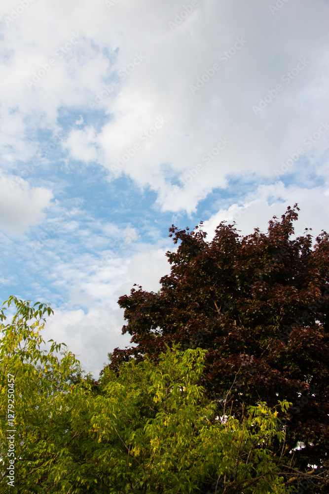 Obraz premium Summer clouds