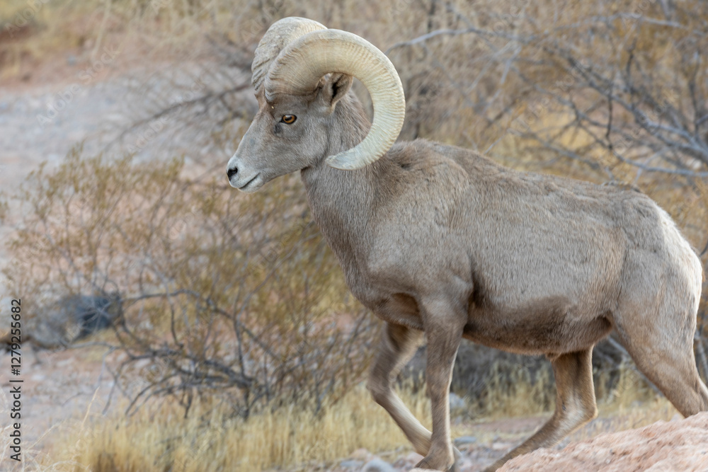 Desert Bighorn Sheep Ram in the Nevada Desert in Winter Desert Bighorn Sheep Ram in the Nevada Desert in Winter