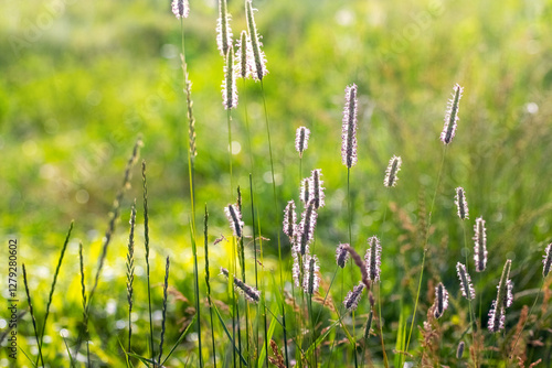 Summer meadow with spikelets of grass in sunlight - delicate wild cereals among green vegetation