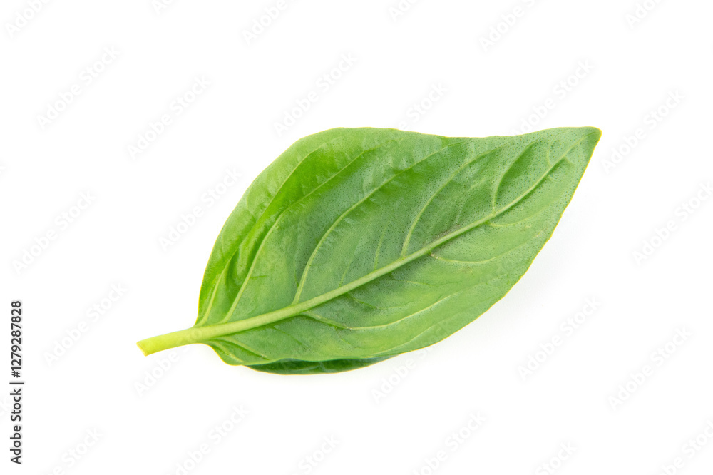 Fresh green basil leaves, isolated on white background. Fresh green basil leaves, isolated on white background.