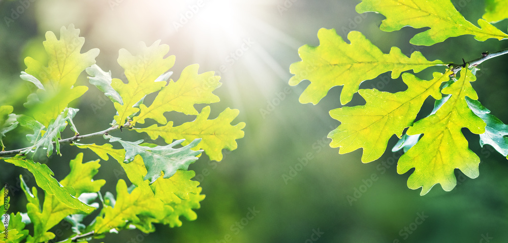 sunlight through bright green oak leaves on a blurred natural background sunlight through bright green oak leaves on a blurred natural background