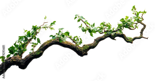 Fototapeta Naklejka Na Ścianę i Meble -  PNG Twisted jungle branch growing plants leaves leaf photography.