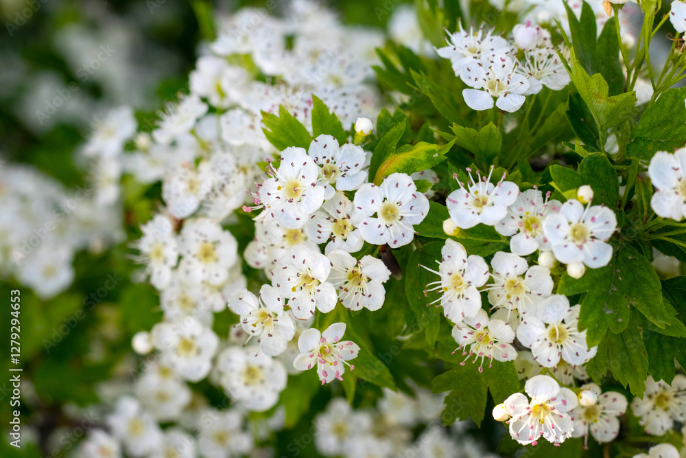 hawthorn blossom, delicate white hawthorn flowers on a bush in sunny weather hawthorn blossom, delicate white hawthorn flowers on a bush in sunny weather