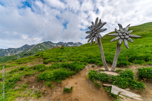 Edelweiss flowers at Laufbacher Eck with stunning mountain view in Bavaria Alps photo