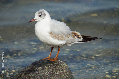 Black headed gull stands on a rock byThe coast