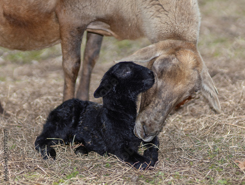 Sheep ewe showing love to its newborn lamb