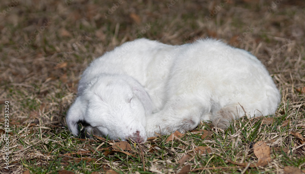 Young snowy white sheep lamb asleep on a grassy pasture