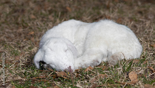 Obraz na płótnie Young snowy white sheep lamb asleep on a grassy pasture w salonie