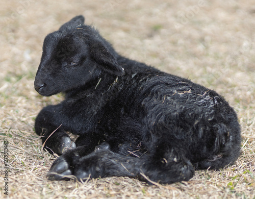 Tired black sheep lamb laying on a grassy paddock