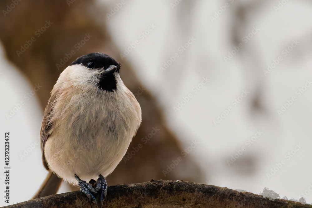 Naklejka premium Marsh tit