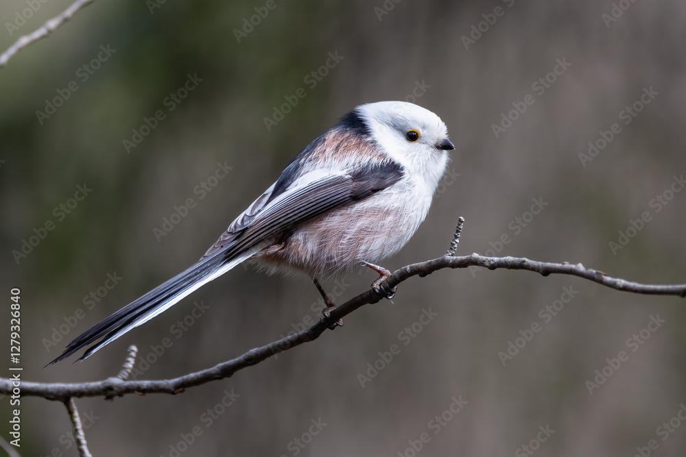 Fototapeta premium Long-tailed tit